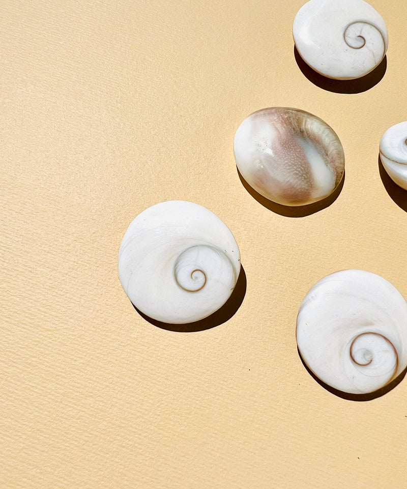 Shiva Shell – Crystal Rose Byron Bay